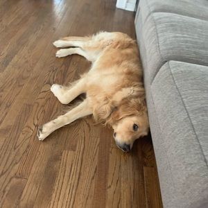 Meet your Posher, Anil